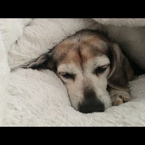 Meet your Posher, Abbie